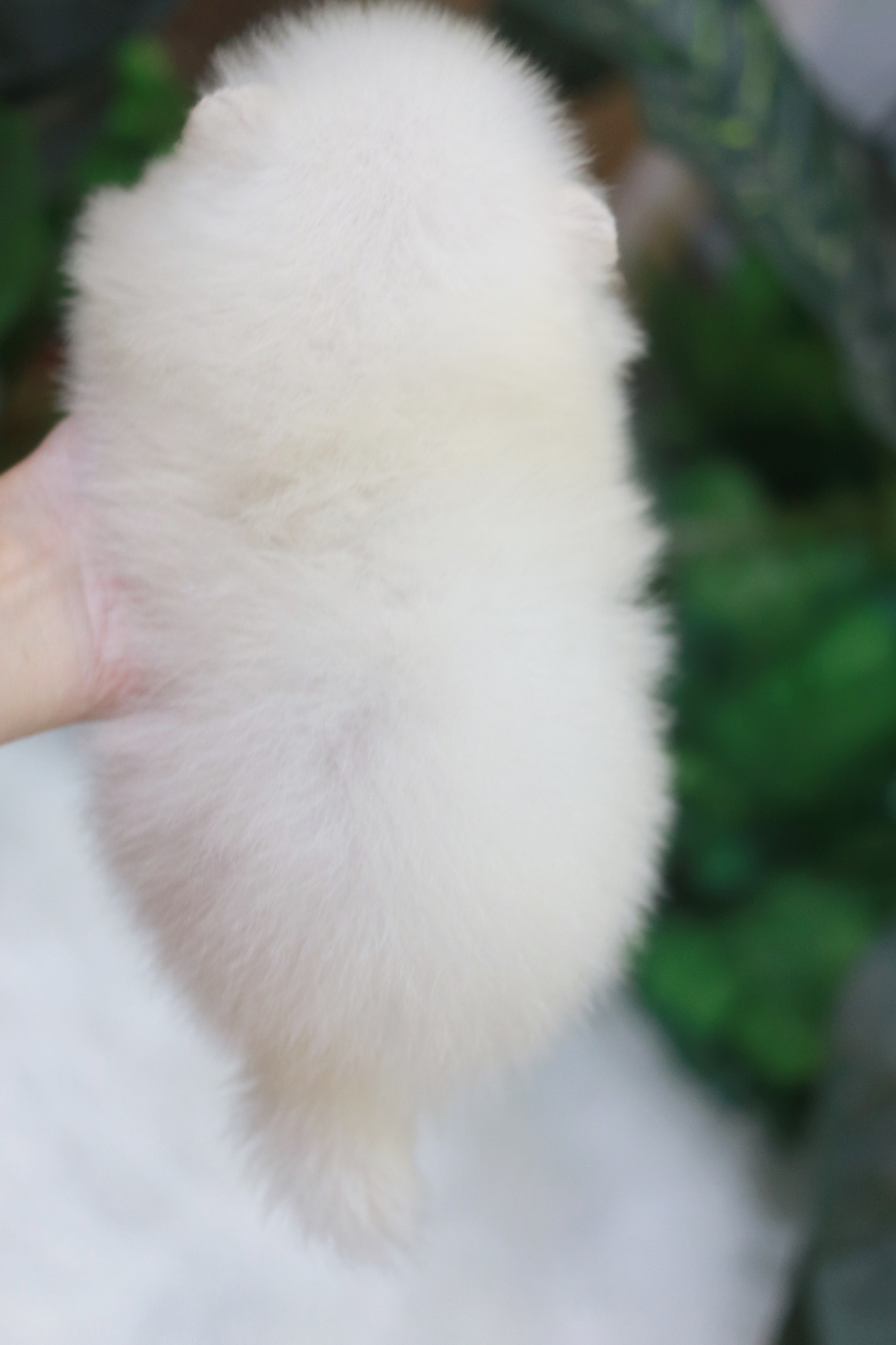 ปอมเมอเรเนียน เพศผู้ ขาวครีม หน้าตุ๊กตา