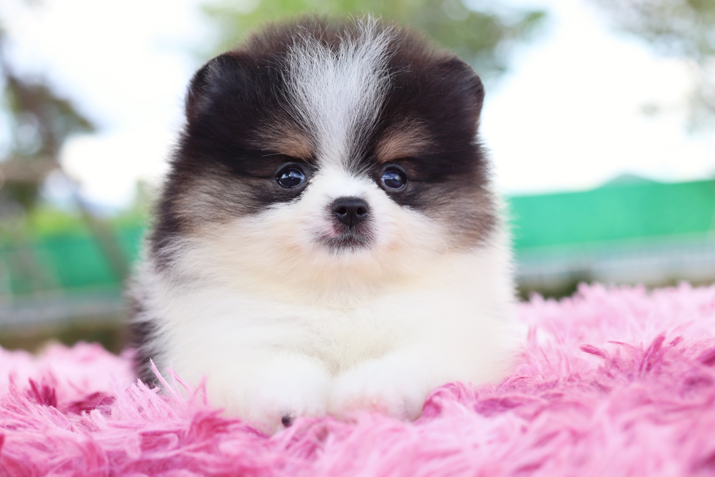 ปอมเมอเรเนียน เพศเมียแฟนซี