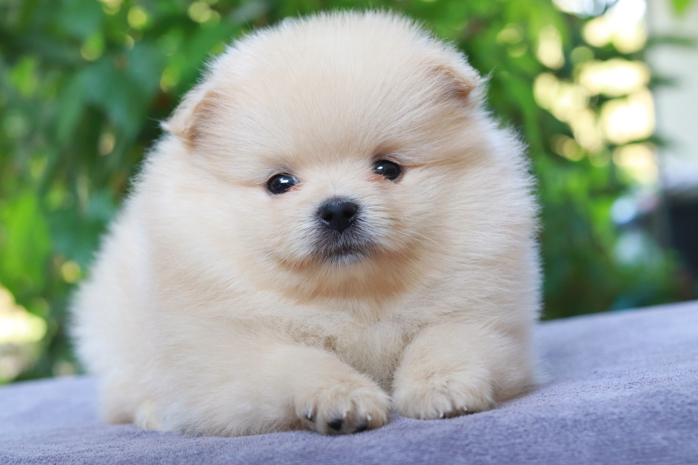 ปอมเมอเรเนียน เพศผู้