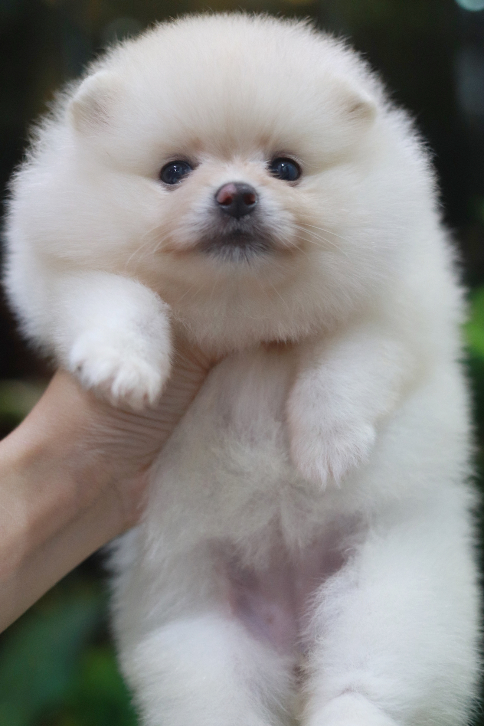 ปอมเมอเรเนียน เพศเมียขาวครีม ขนแน่นๆ