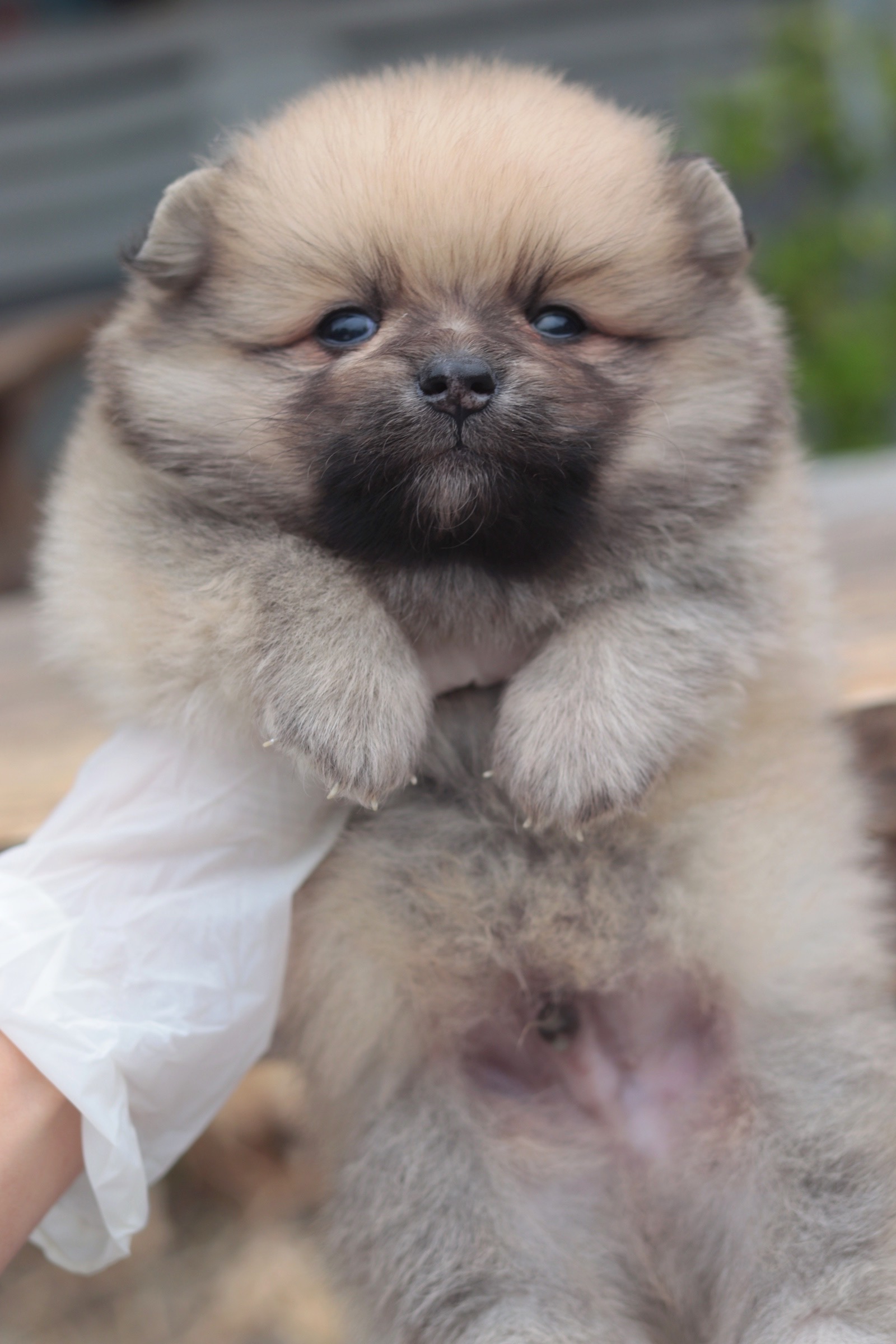 ปอมเมอเรเนียน เพศผู้ สีส้ม