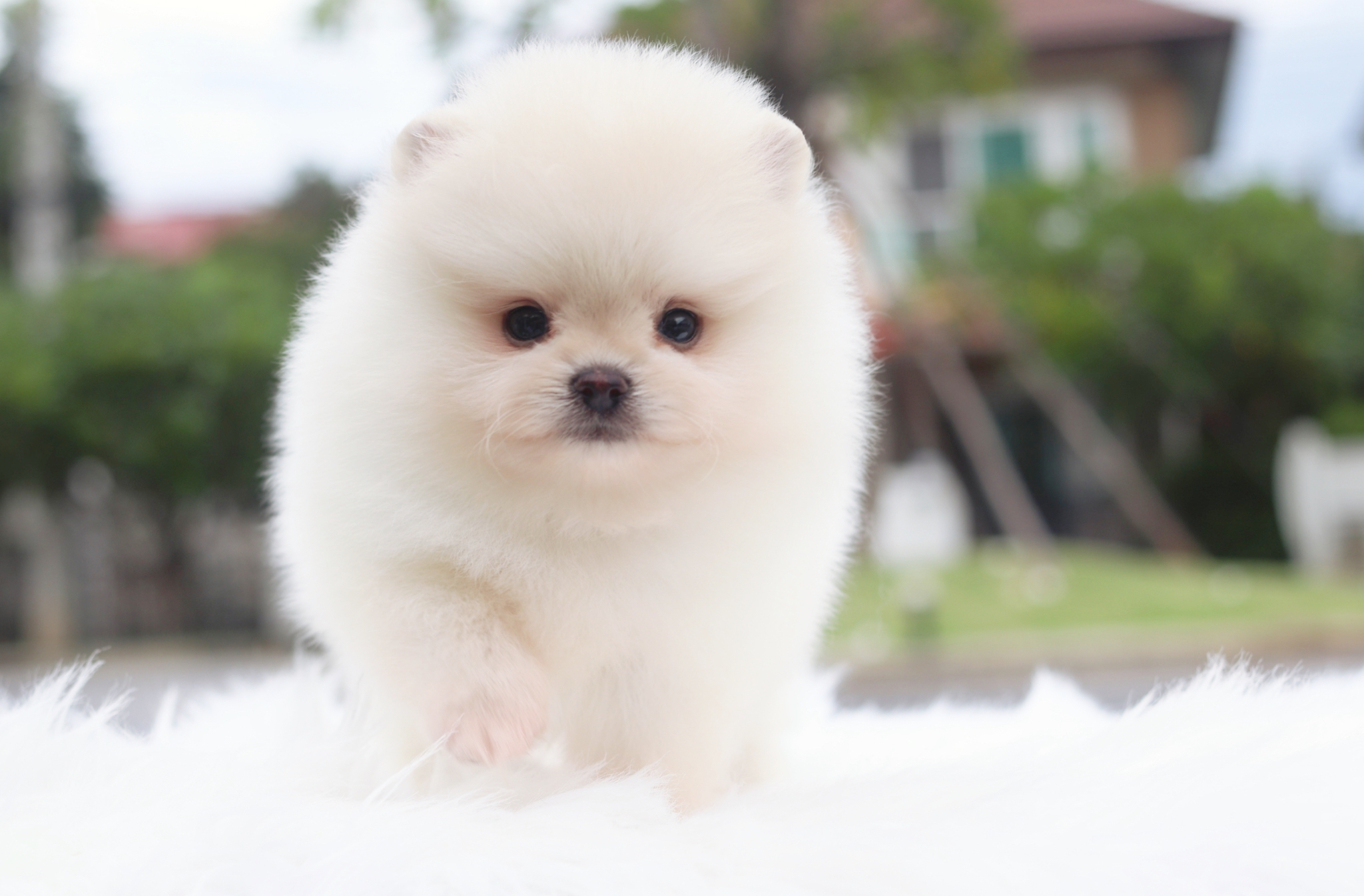 ปอมเมอเรเนียน เพศผู้สีขาวครีม