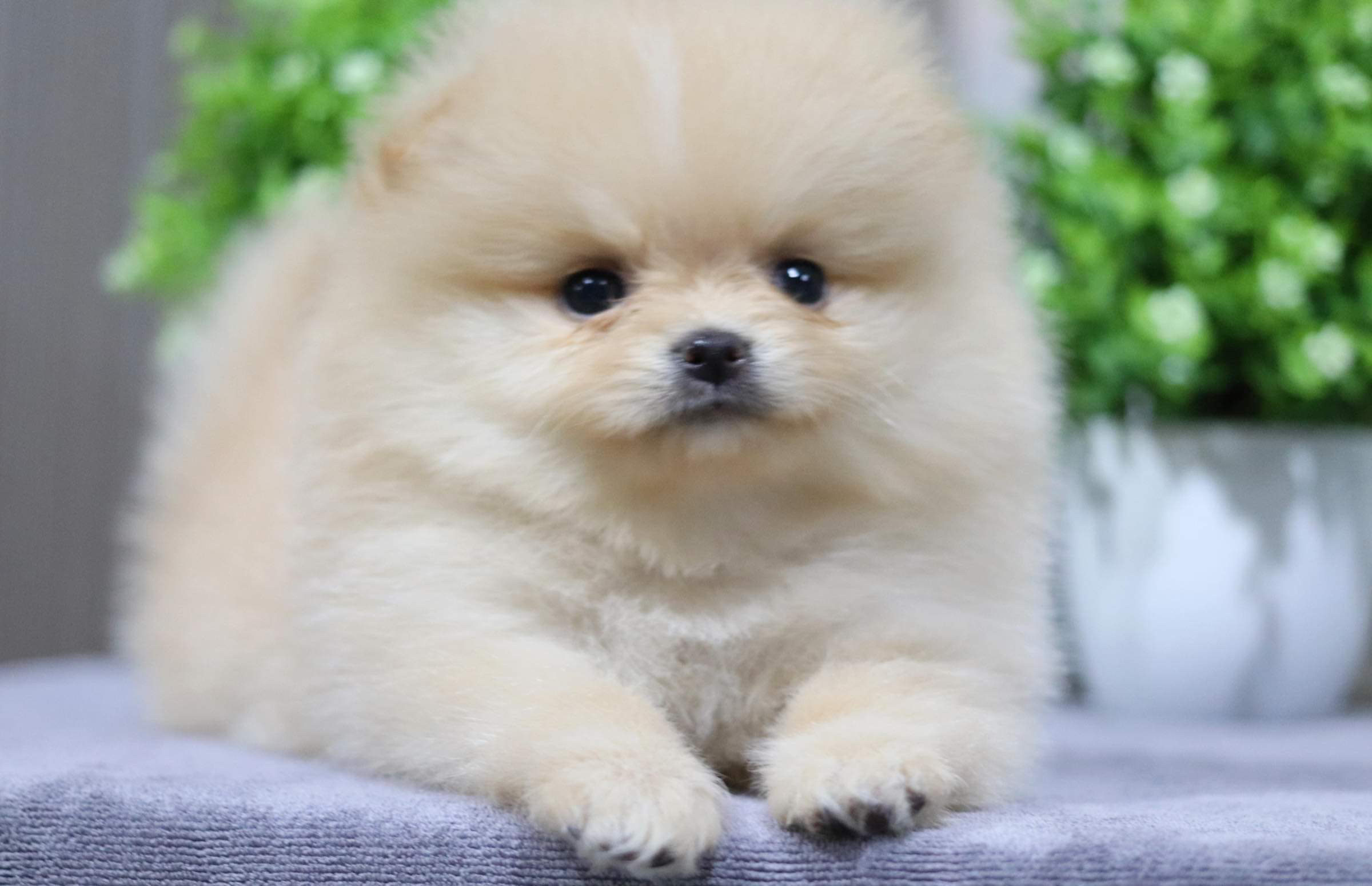 ปอมเมอเรเนียน เพศเมีย