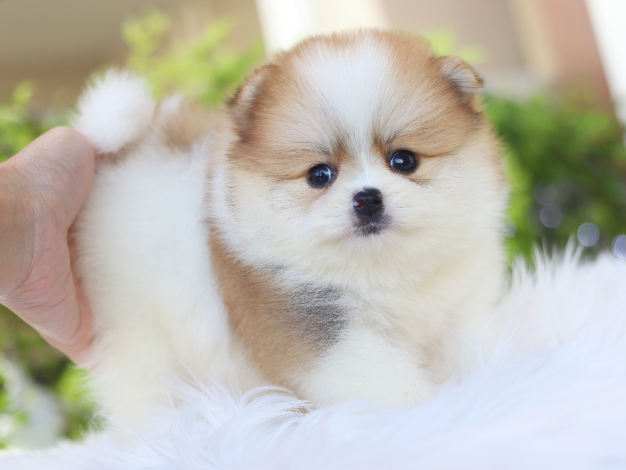 ปอมเมอเรเนียน เพศเมียสีแฟนซี