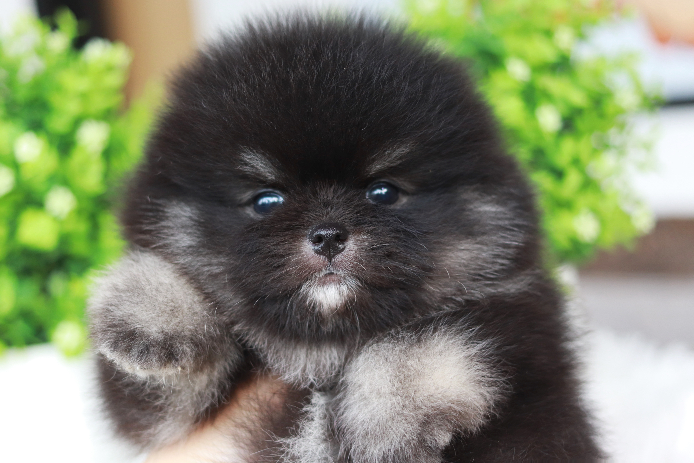 ปอมเมอเรเนียน เพศผู้แบล็คแทน