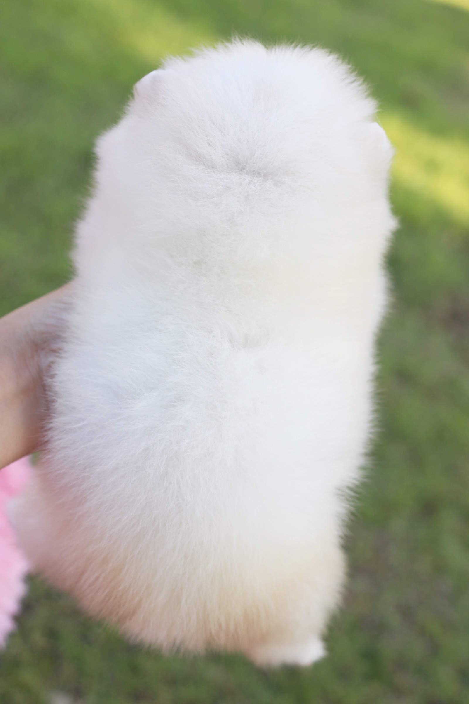 ปอมเมอเรเนียน เพศเมีย ไซส์เล็กขาวครีม