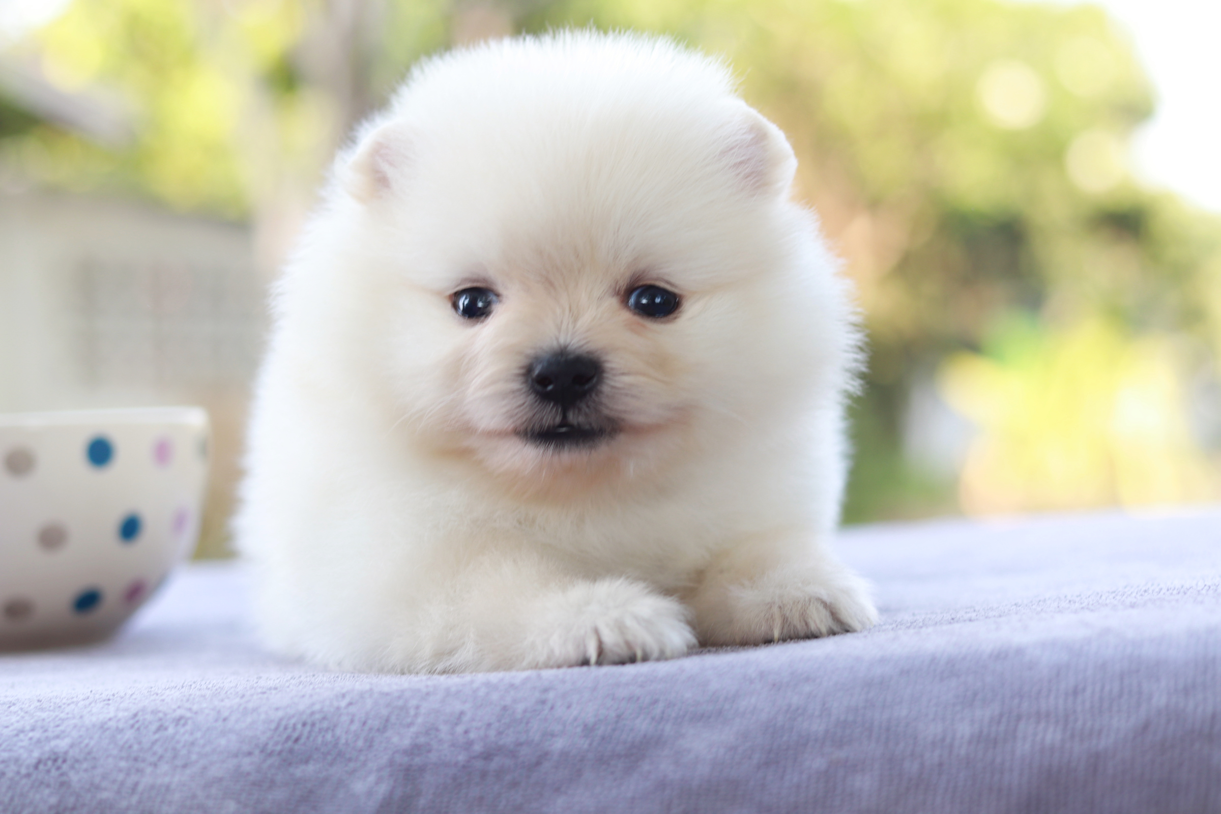 ปอมเมอเรเนียน เพศเมีย ไซส์เล็ก