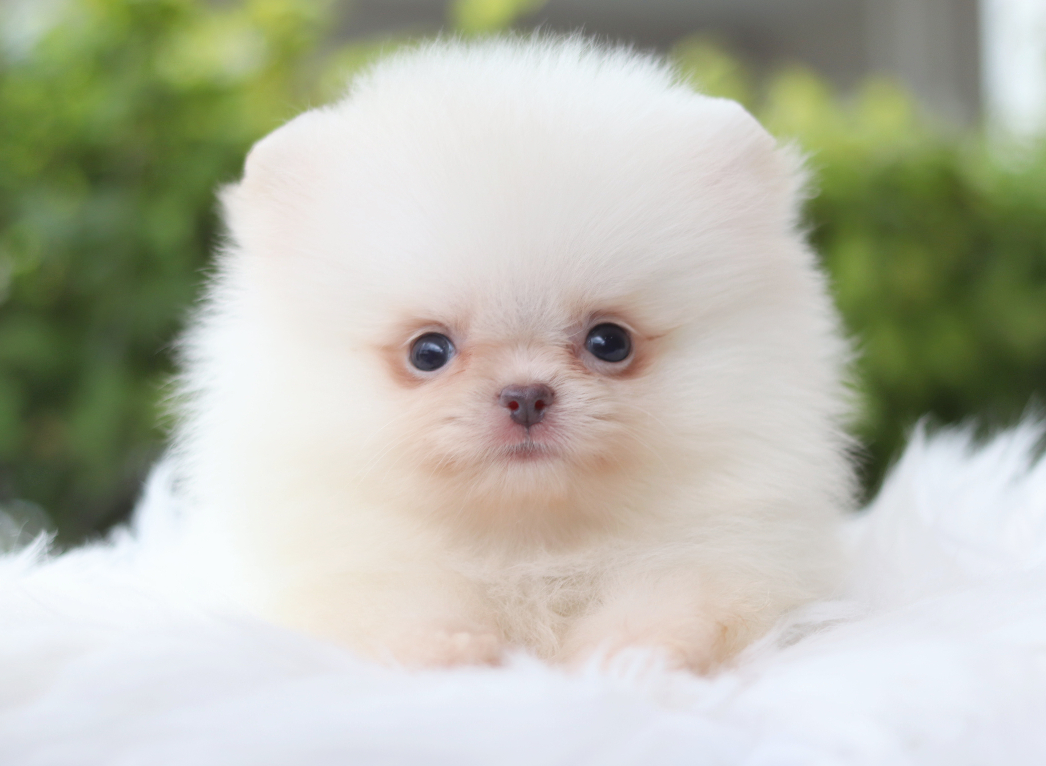 ปอมเมอเรเนียน เพศเมียสีขาวครีม เกรดโชว์