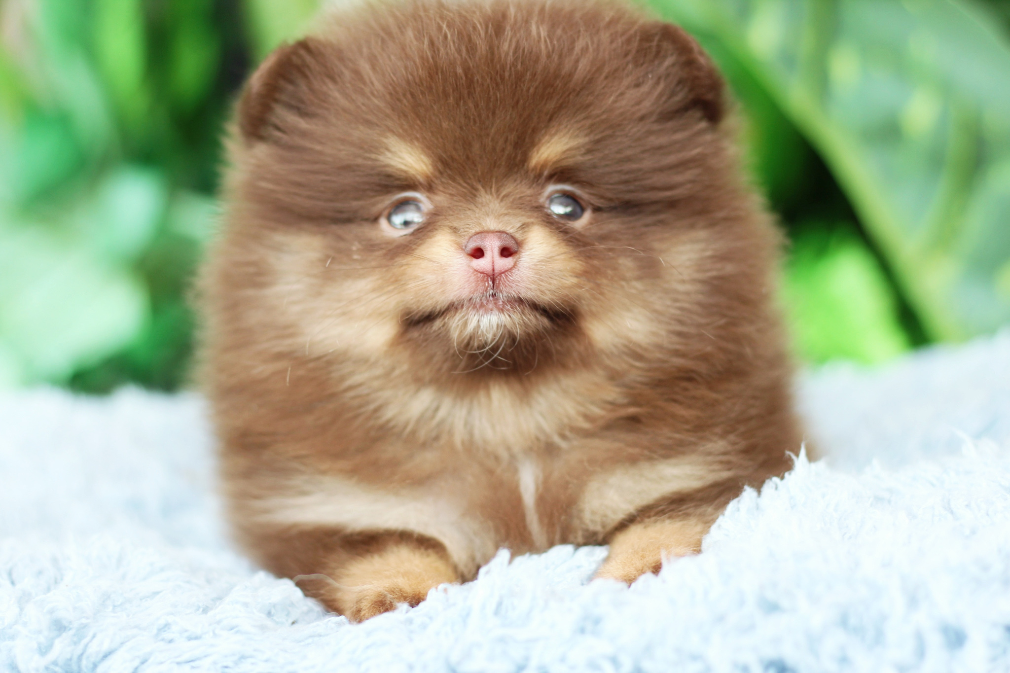 ปอมเมอเรเนียน เพศผู้ สีช็อคแทน มาร์คกิ้งเป๊ะมาก