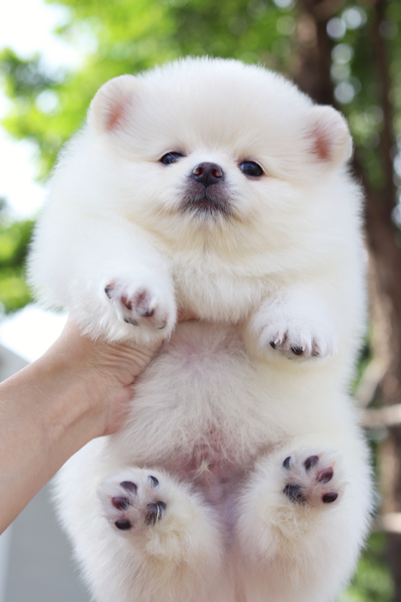 ปอมเมอเรเนียน เพศผู้สีขาวครีม