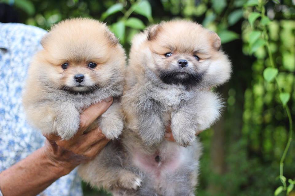 ปอมเมอเรเนียน เพศผู้สีส้ม