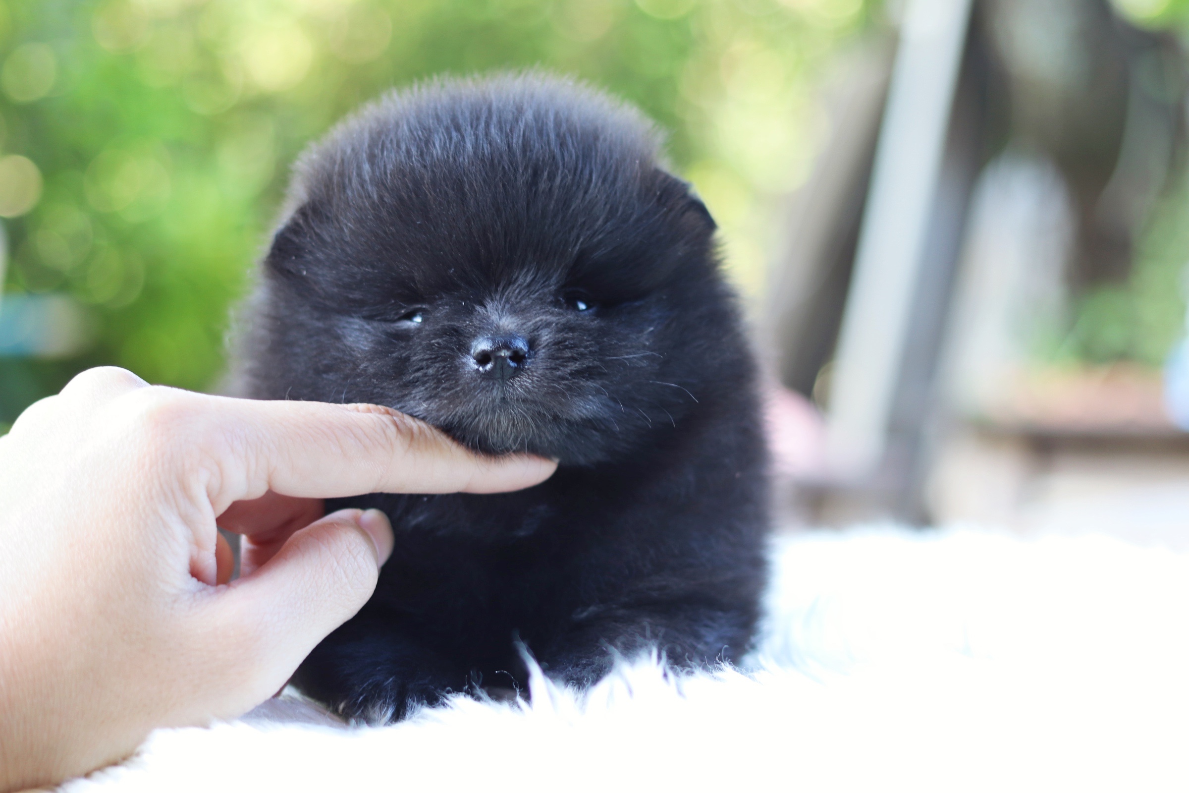 ปอมเมอเรเนียน เพศผู้ สีดำ