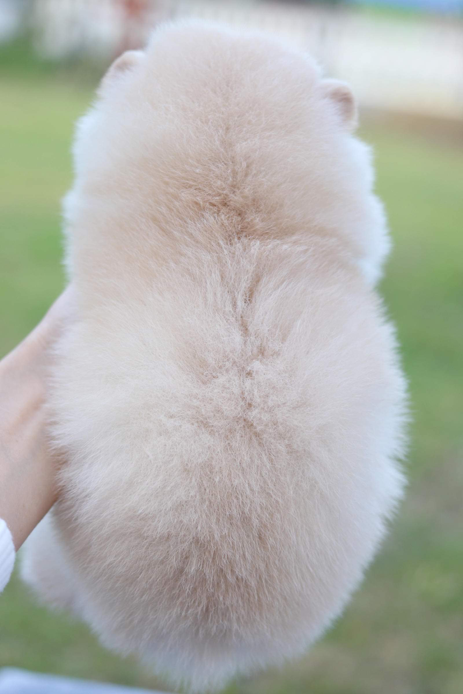 ปอมเมอเรเนียน เพศเมีย