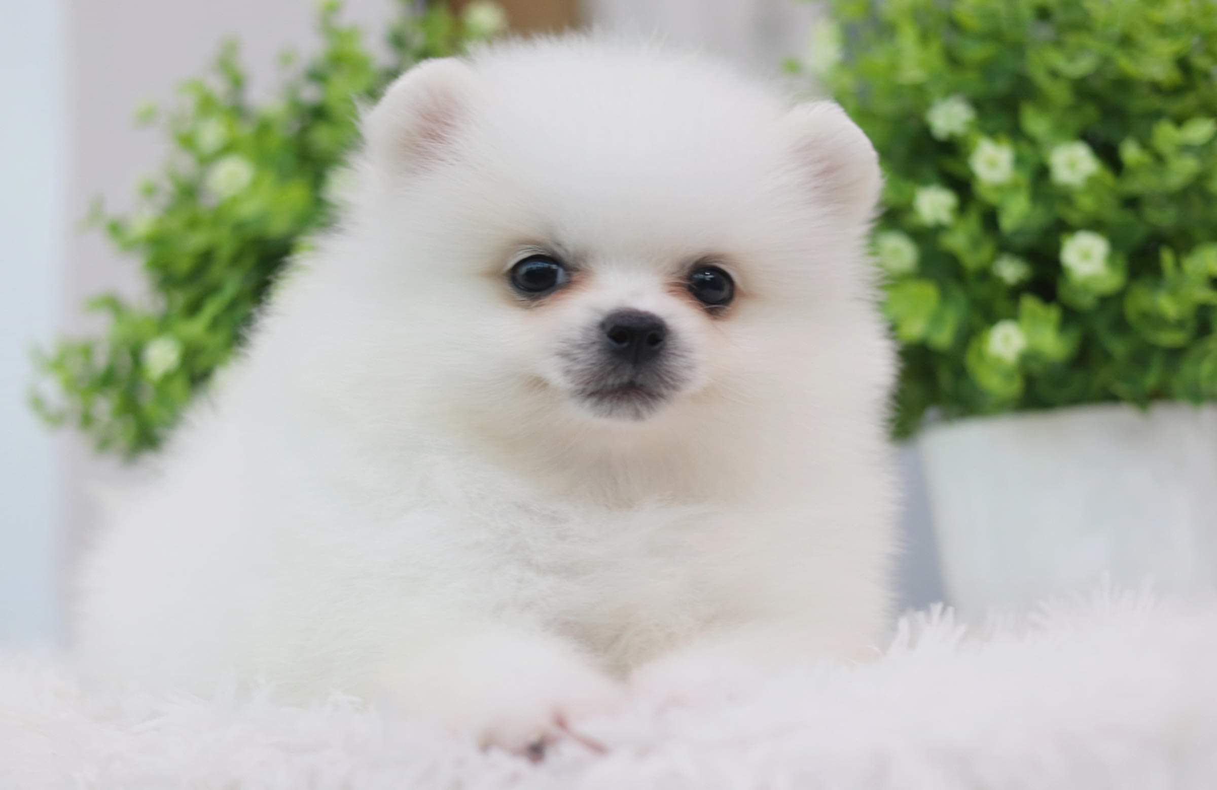 ปอมเมอเรเนียน เพศผู้