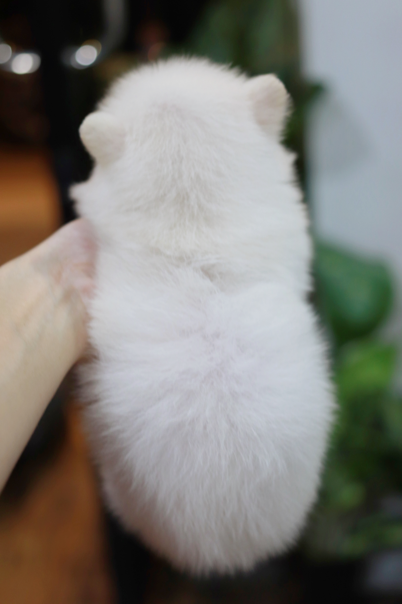 ปอมเมอเรเนียน เพศเมียขาว