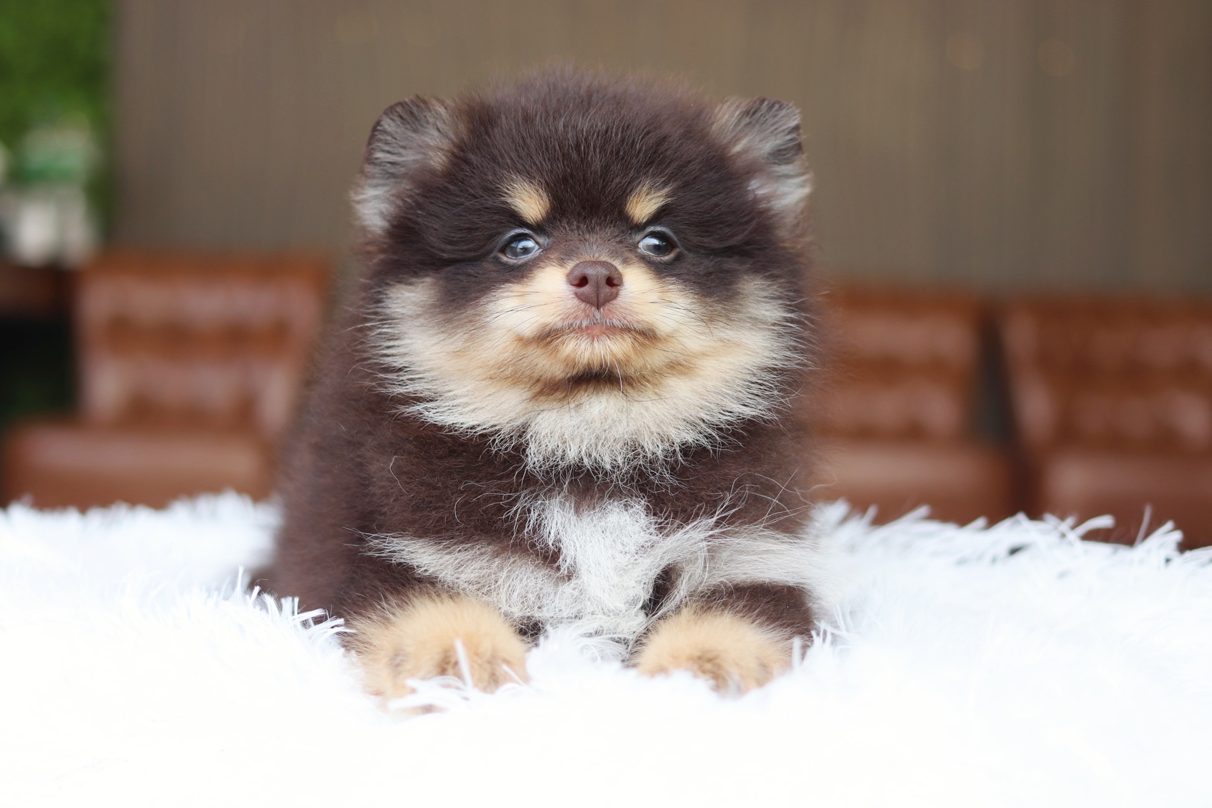 ปอมเมอเรเนียน เพศผู้ สีช็อคแทน