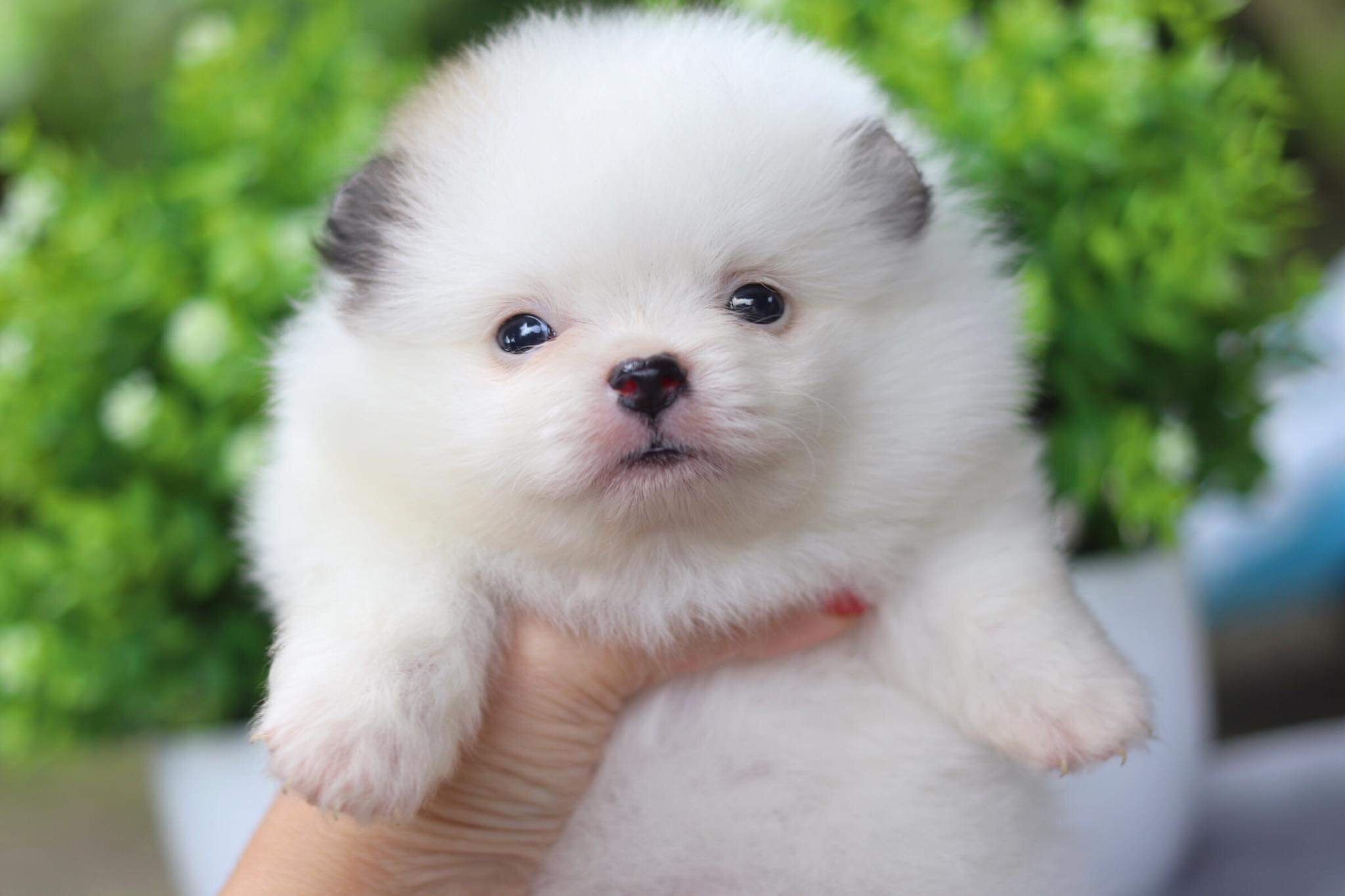 ปอมเมอเรเนียน เพศเมีย