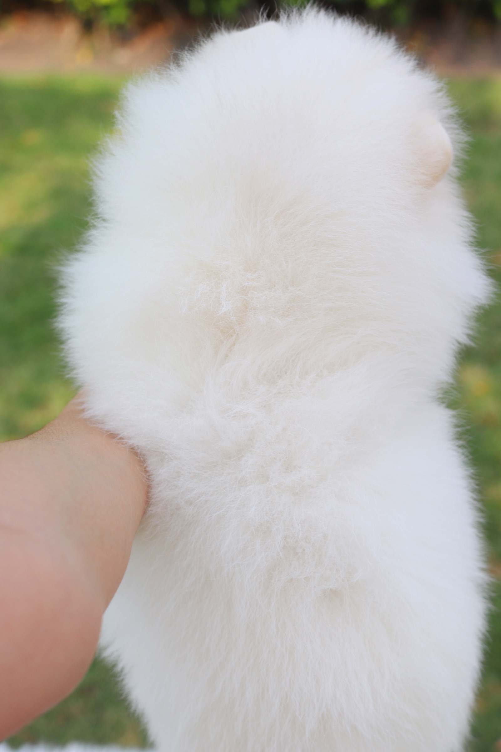 ปอมเมอเรเนียน เพศเมียสีขาวครีม