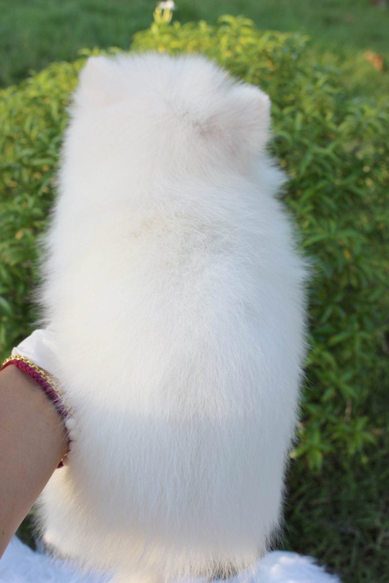 น้องปอมเมอเรเนียน เพศเมีย สีขาวครีม