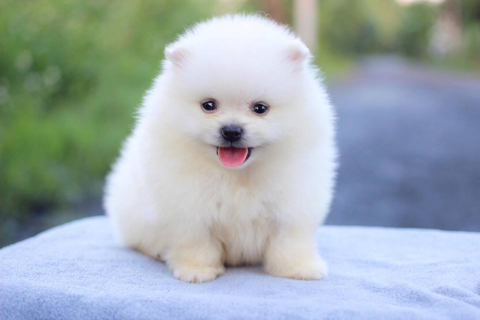 ปอมเมอเรเนียน เพศผู้สีขาว