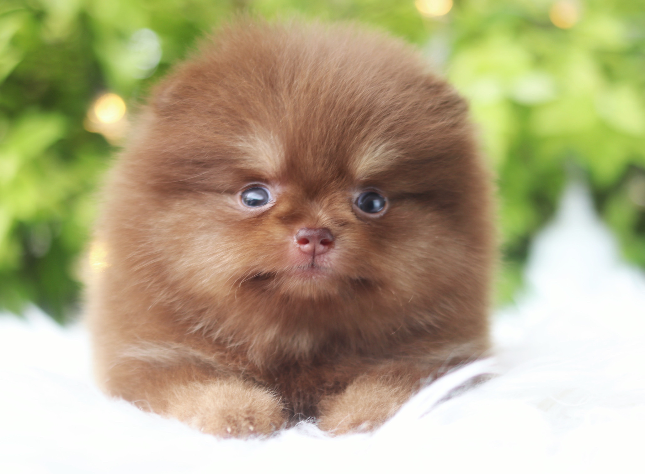 ปอมเมอเรเนียน เพศเมียสีช็อคแทนเกรดโชว์