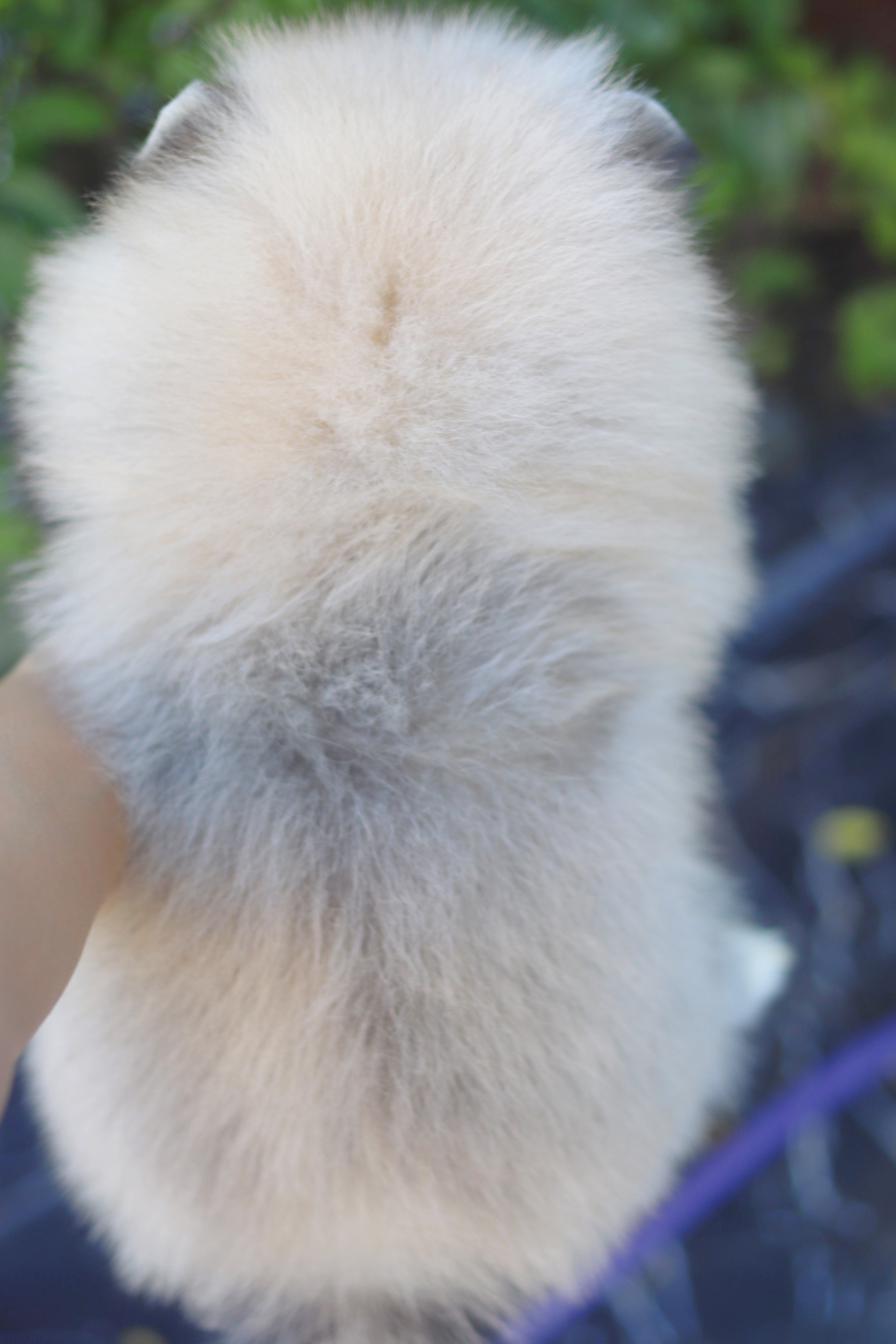 ปอมเมอเรเนียน เพศเมียสีส้ม