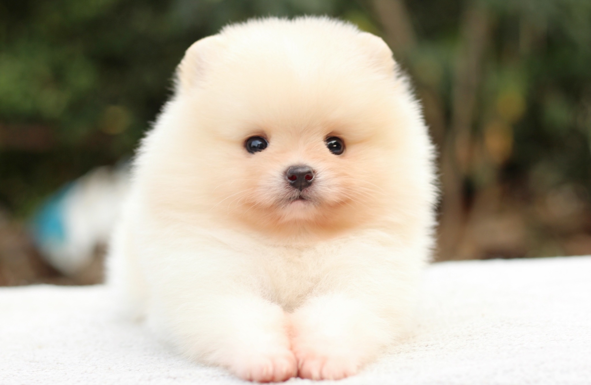 ปอมเมอเรเนียน เพศผู้สีครีม