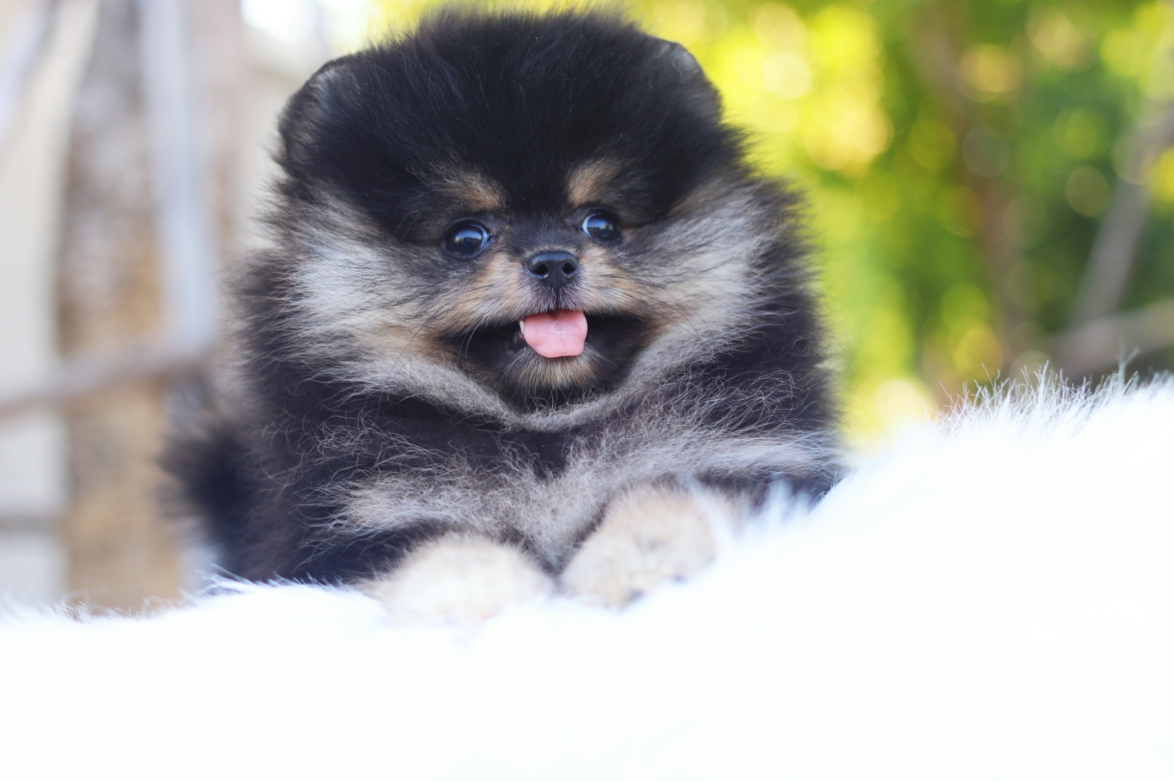 ปอมเมอเรเนียน เพศเมียสีแบล็คแทน