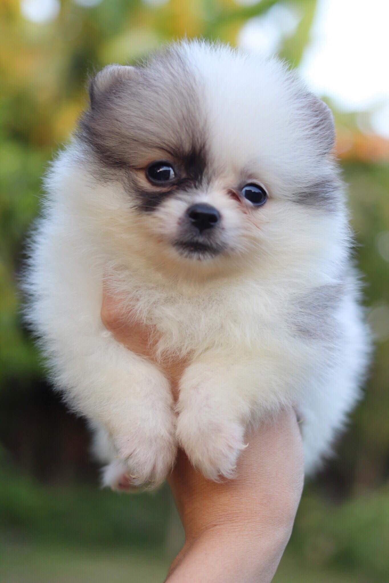 ปอมเมอเรเนียน เพศเมียปาตี้