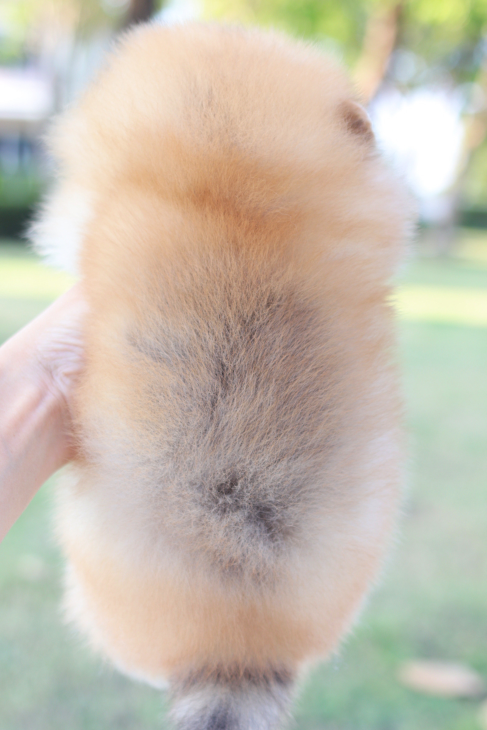 ปอมเมอเรเนียน เพศผู้ สีส้ม เกรดโชว์