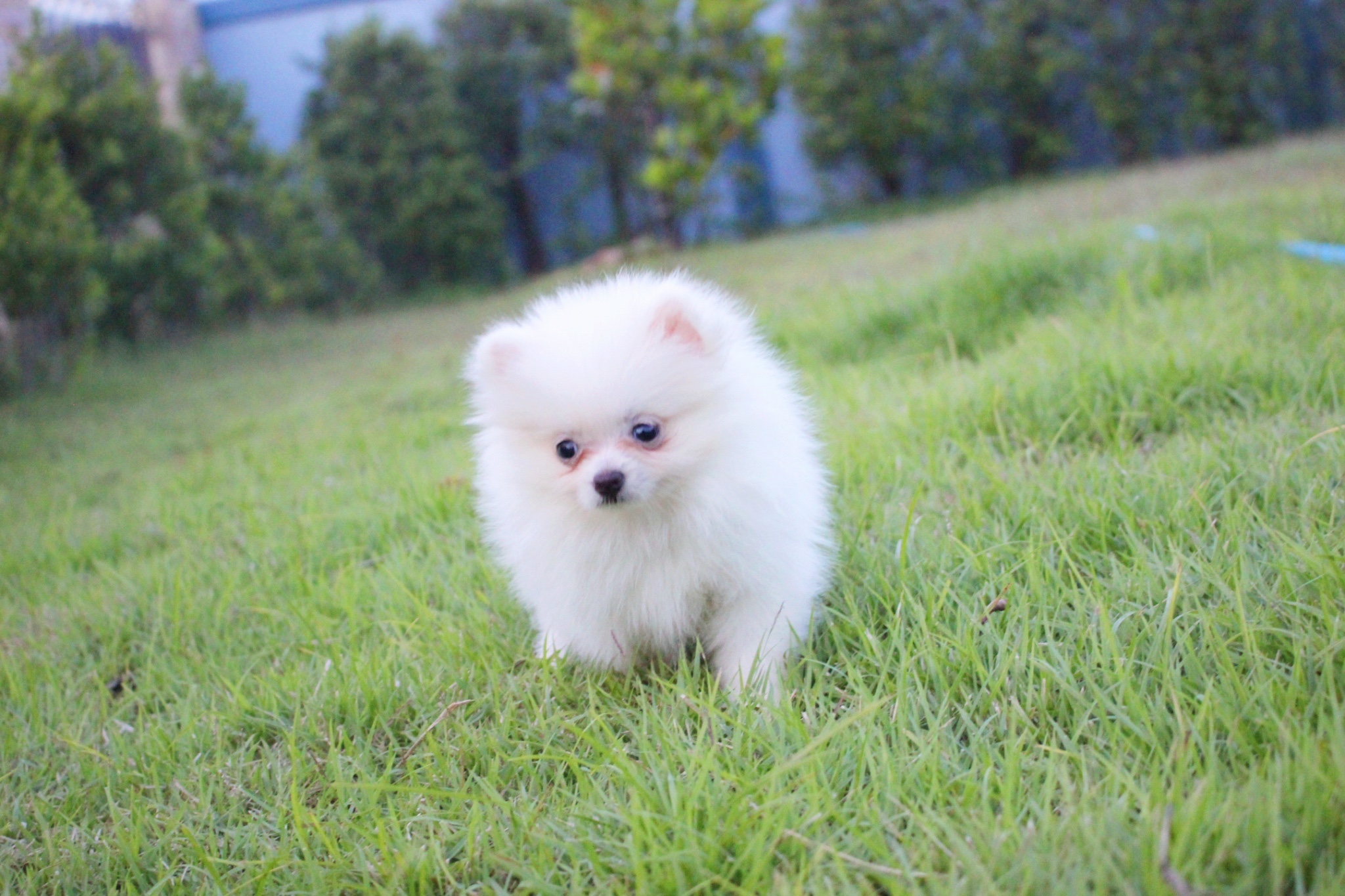 ปอมเมอเรเนียน เพศเมียสีขาวครีม