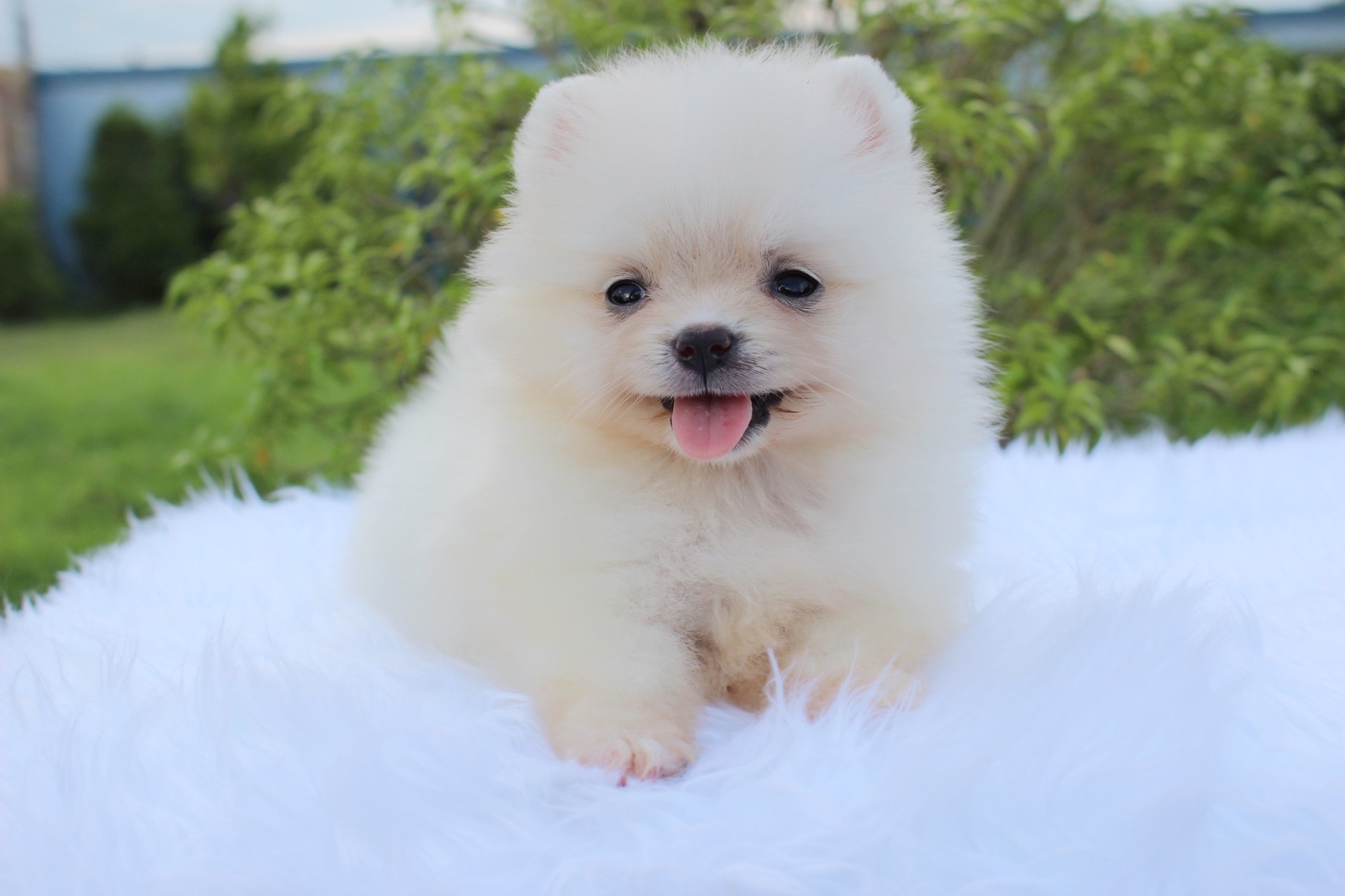 ปอมเมอเรเนียน เพศเมียทีคัพ สีขาวครีม