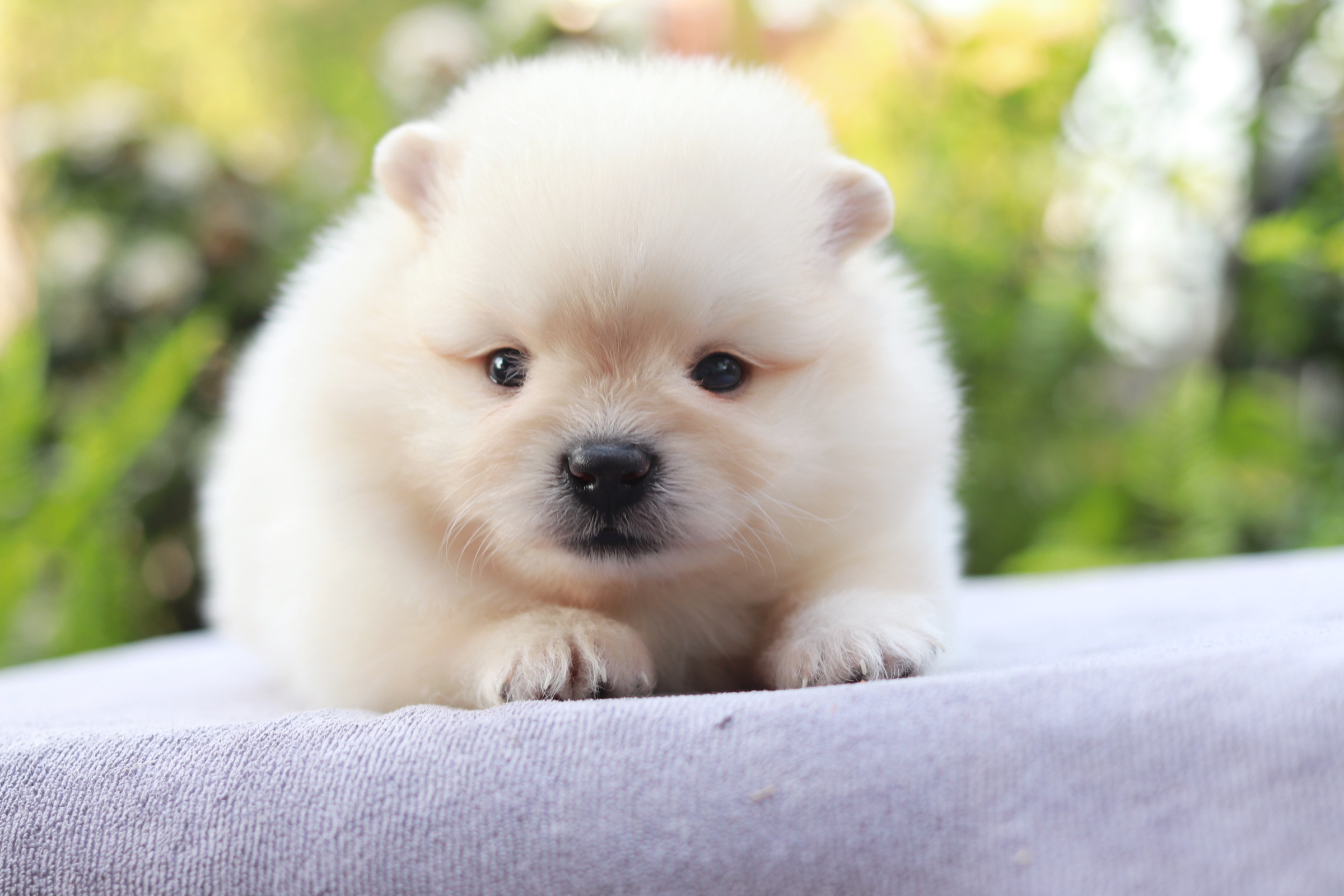 ปอมเมอเรเนียน เพศผู้