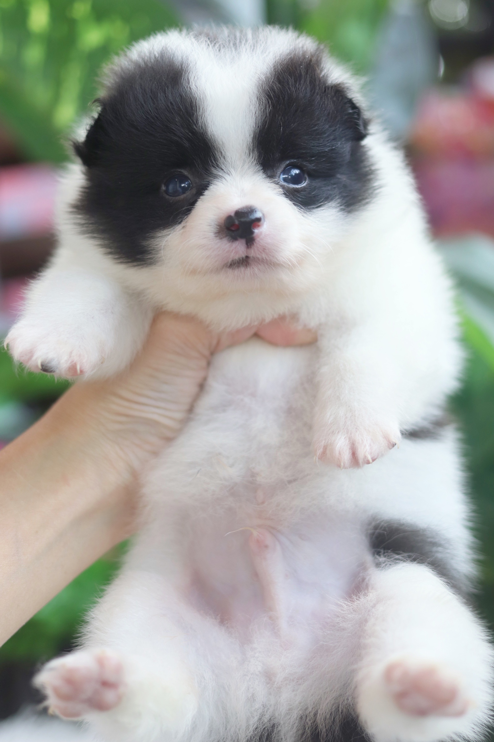 ปอมเมอเรเนียน เพศผู้สีแฟนซี