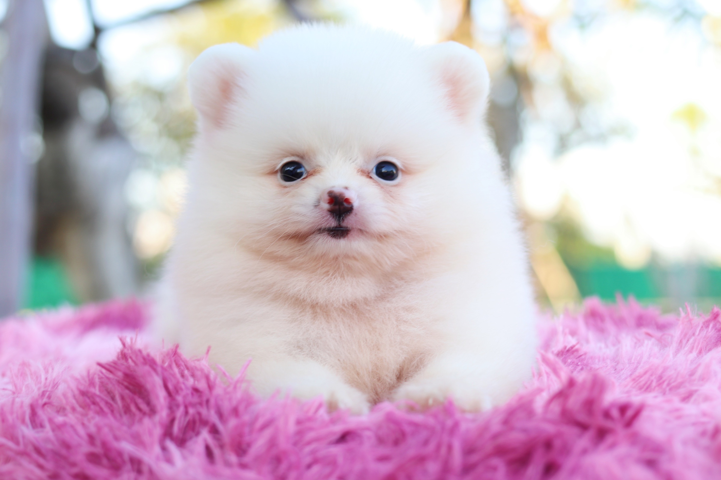 ปอมเมอเรเนียน เพศผู้ สีขาวครีม หน้าฟ็อก