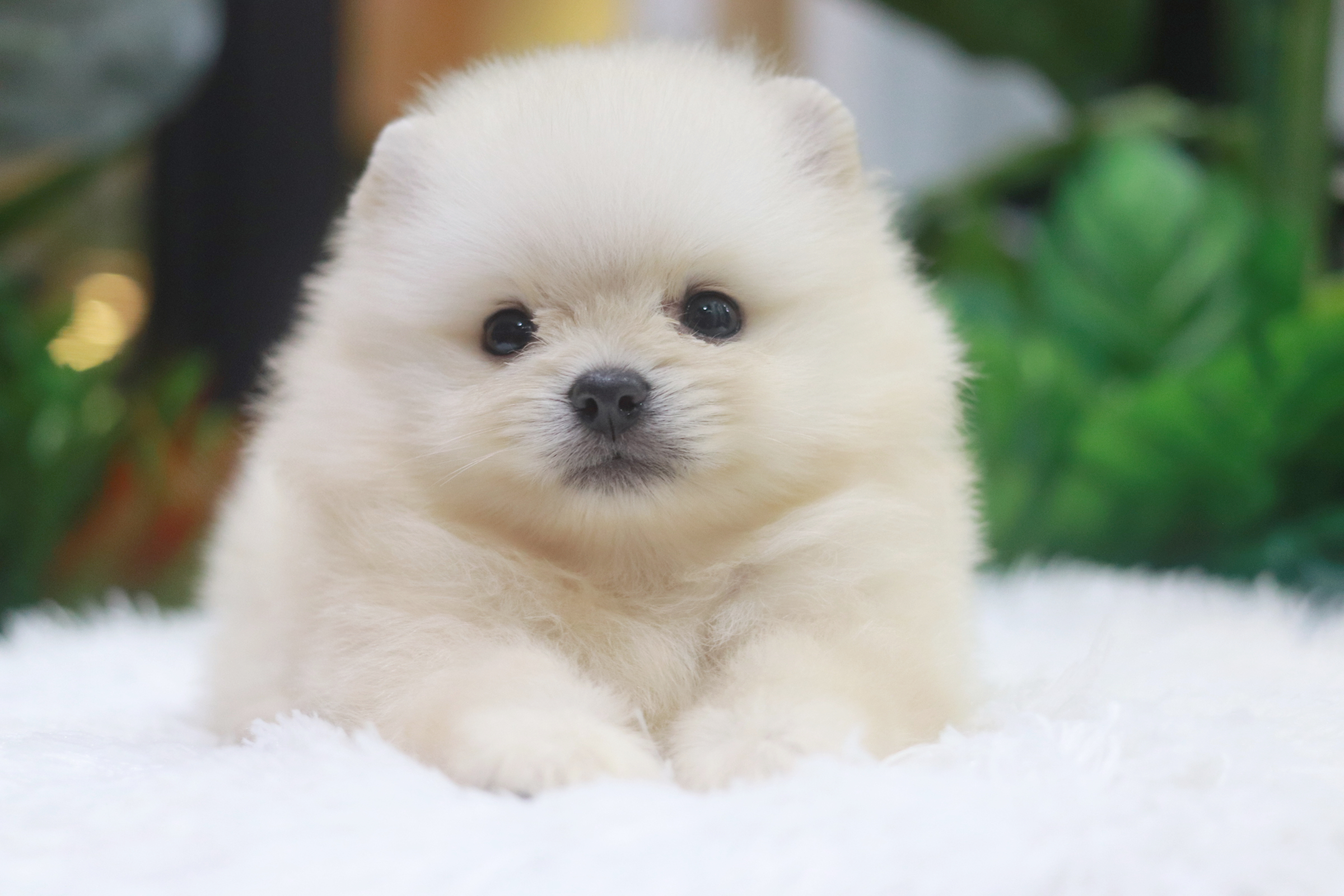 ปอมเมอเรเนียน เพศผู้ ขาวครีมหน้าฟ็อก