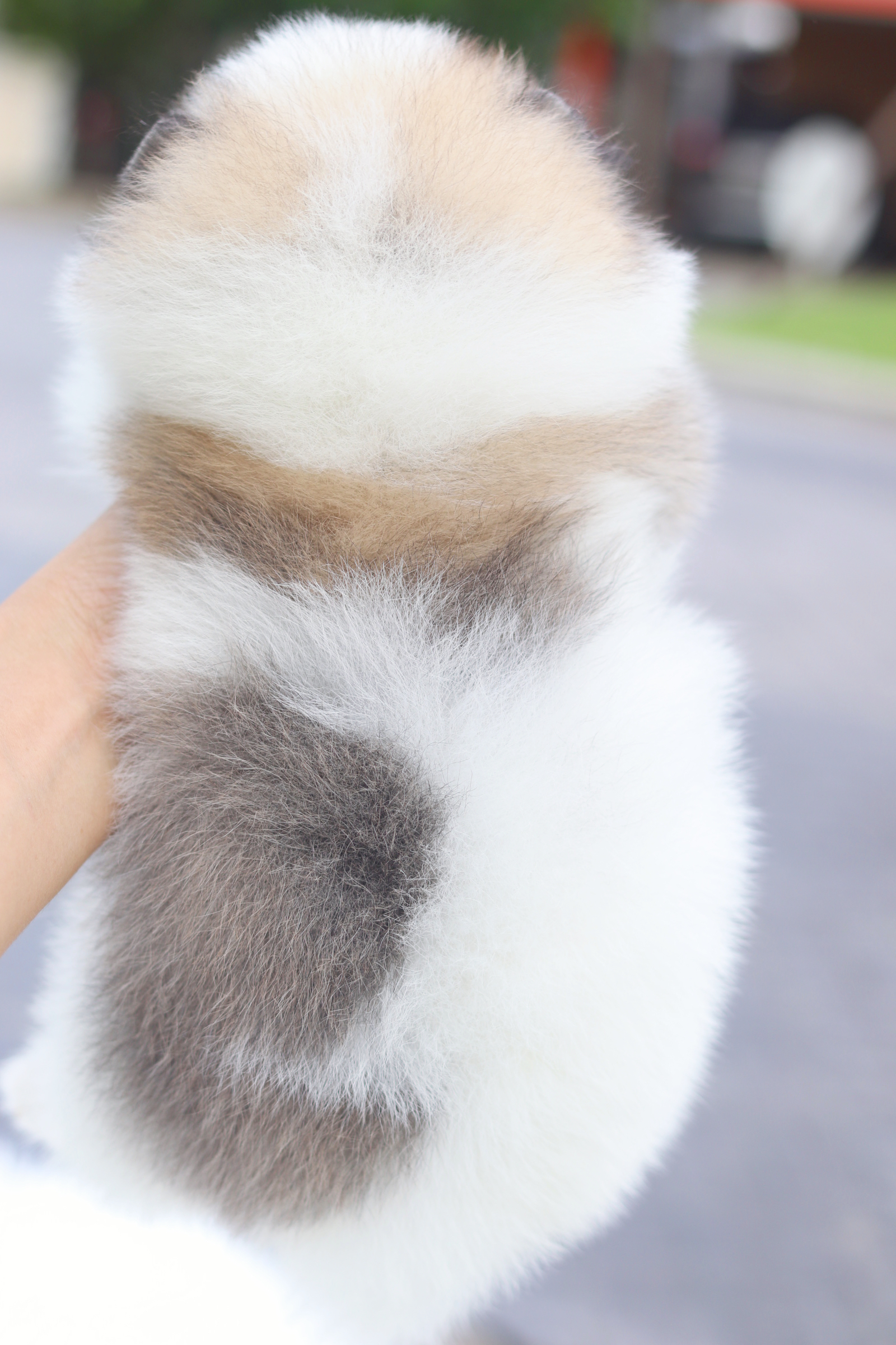 ปอมเมอเรเนียน เพศผู้สีแฟนซี