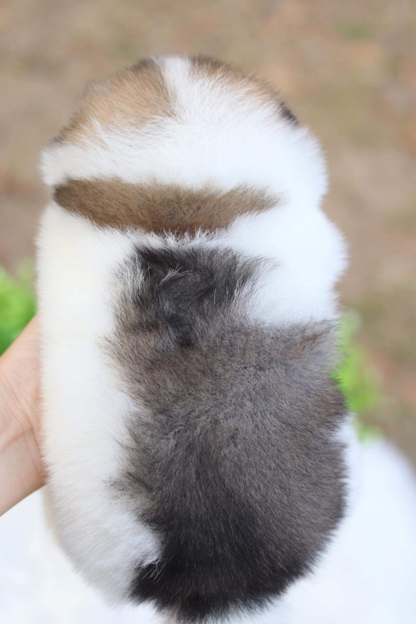 ปอมเมอเรเนียน เพศเมีย