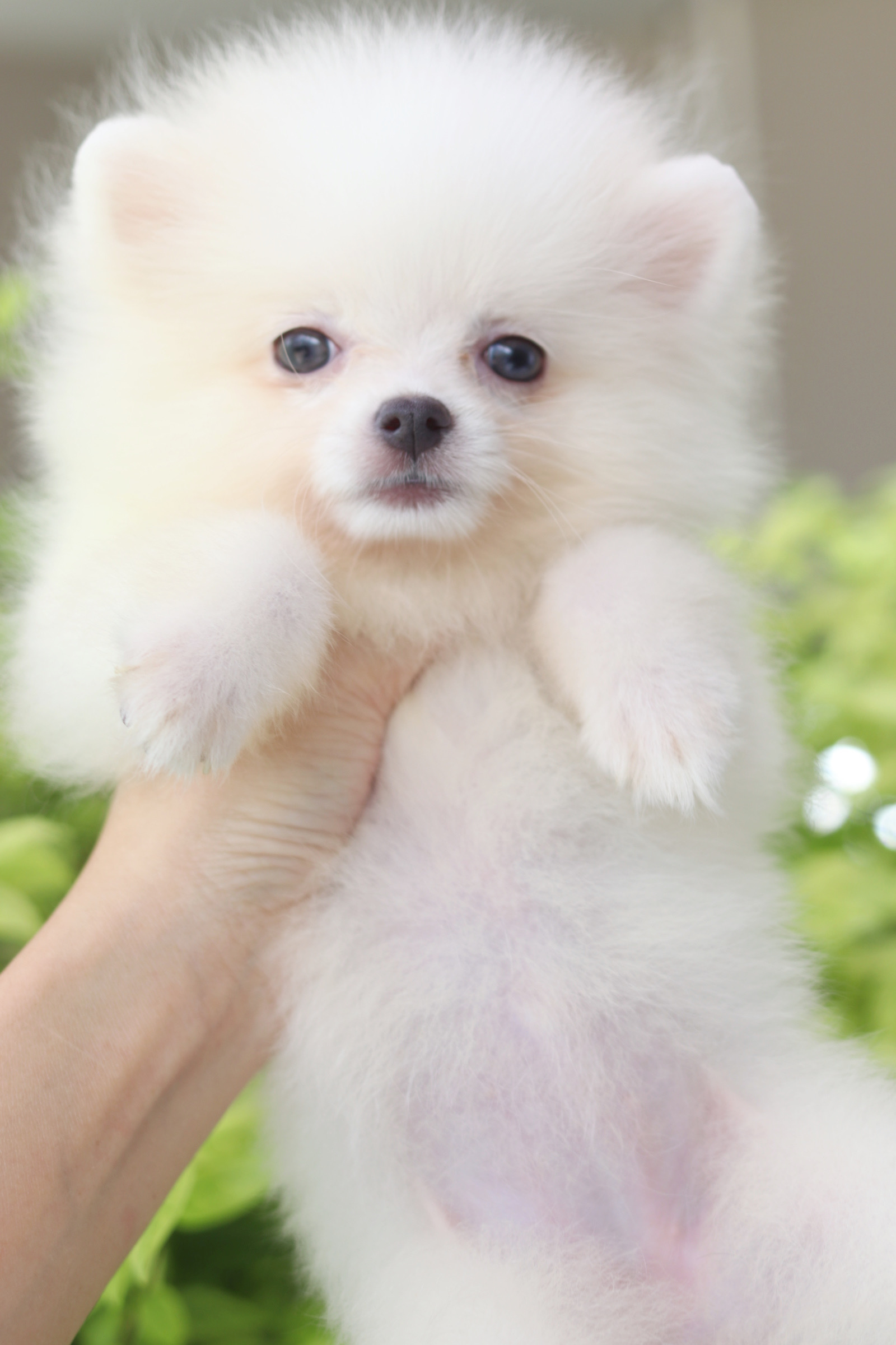 ปอมเมอเรเนียน เพศเมียสีขาวครีม