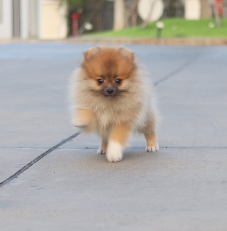 ปอมเมอเรเนียน เพศเมียสีส้ม