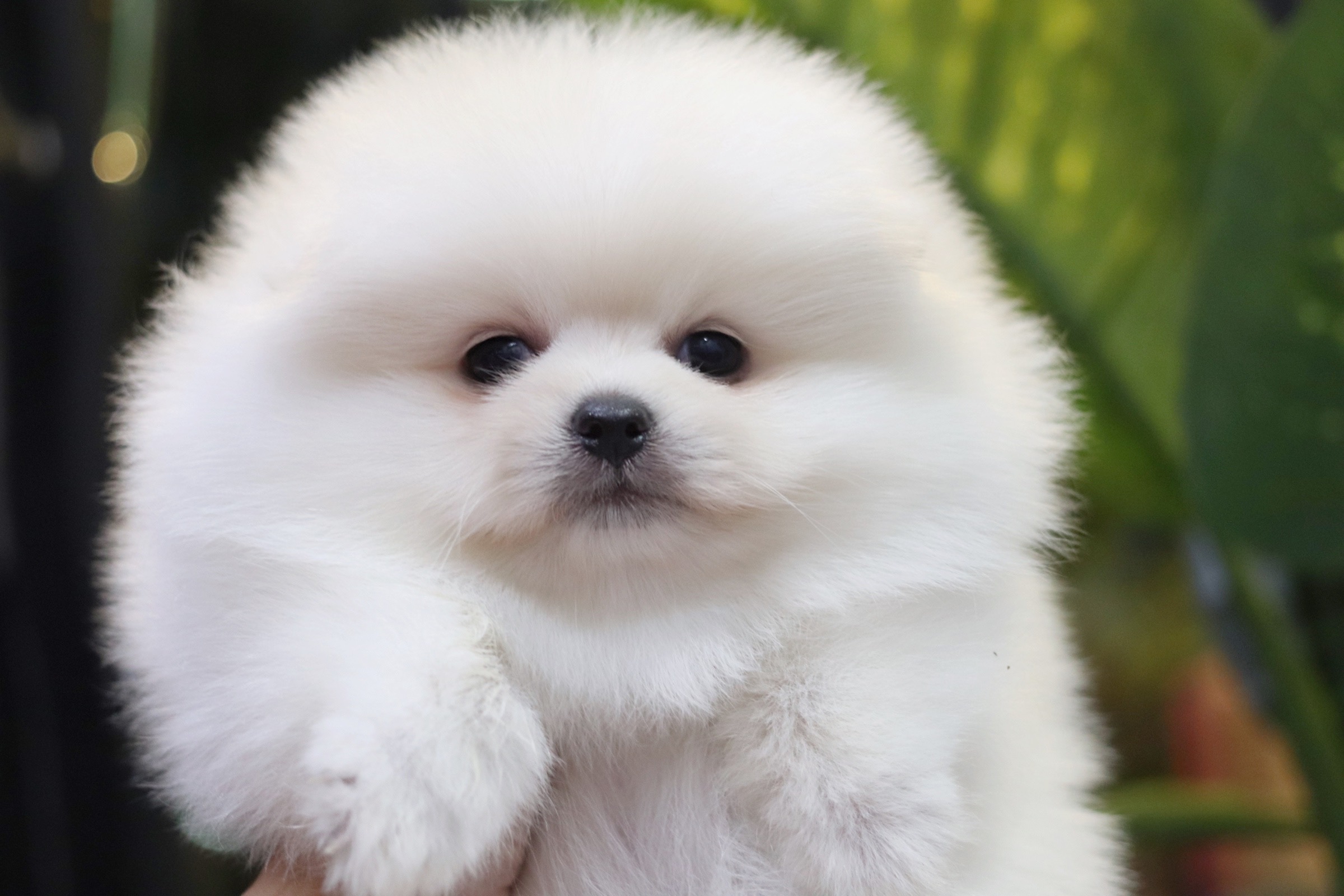 ปอมเมอเรเนียน เพศเมียสีขาว