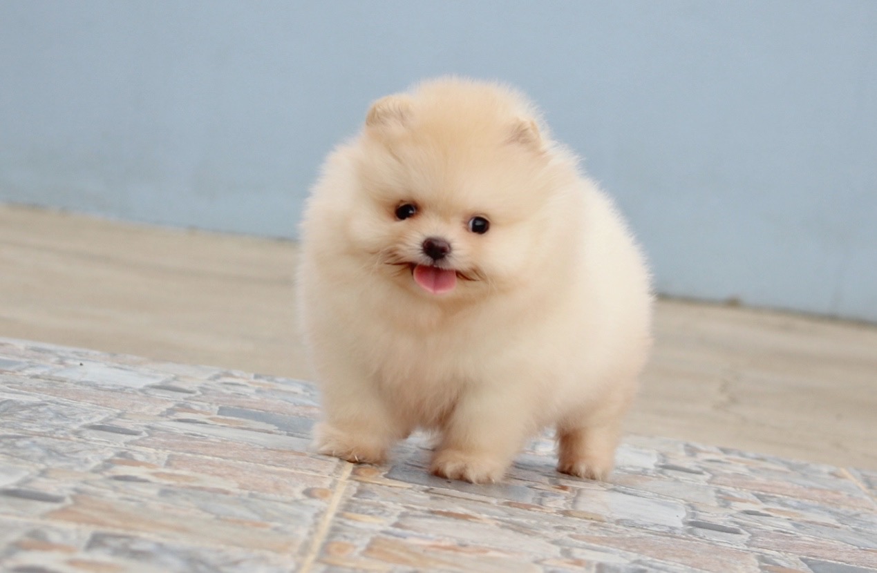 ปอมเมอเรเนียน เพศเมีย สีครีม เกรดโชว์