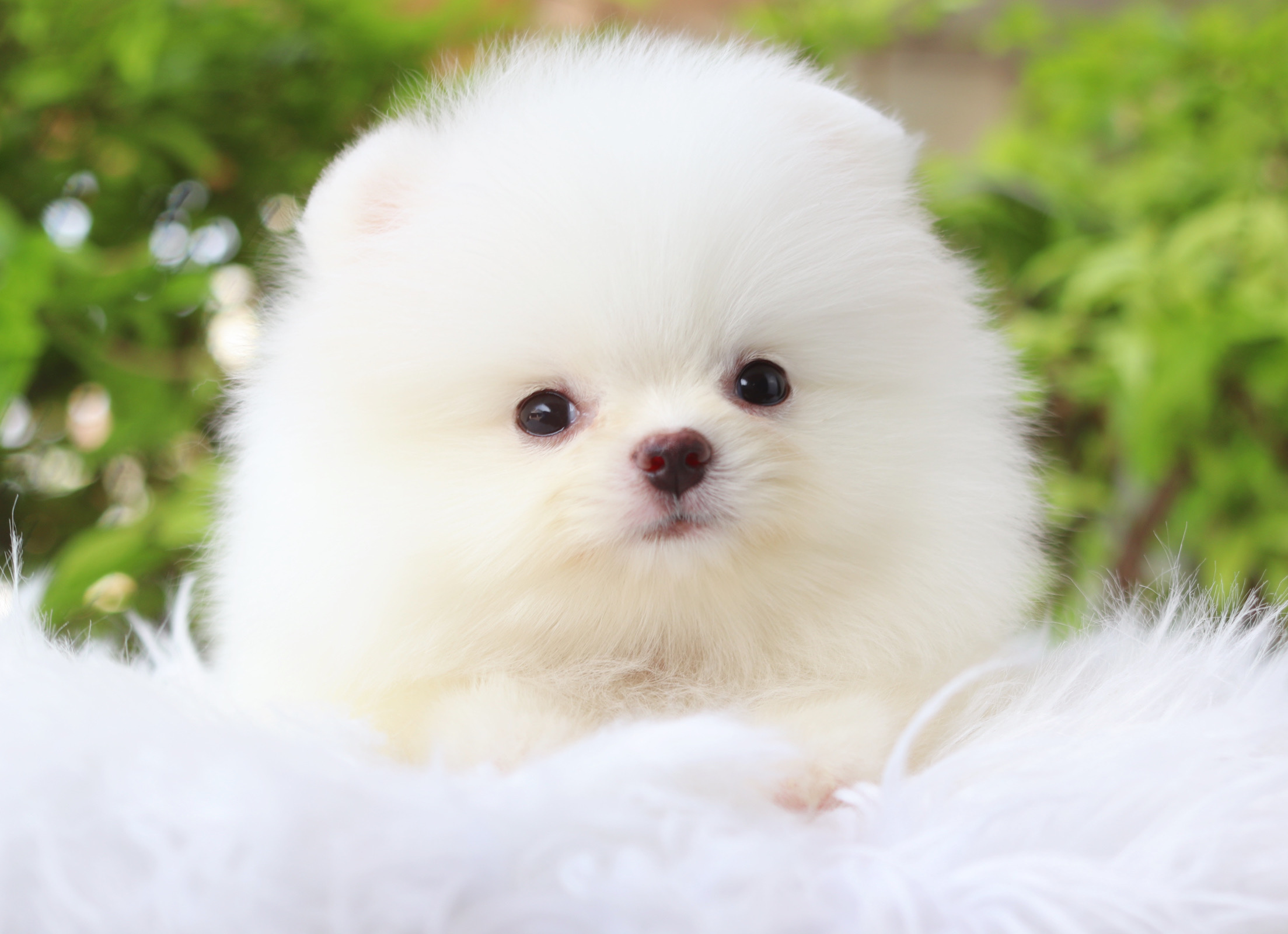 ปอมเมอเรเนียน เพศผู้สีขาวครีม เกรดโชว์