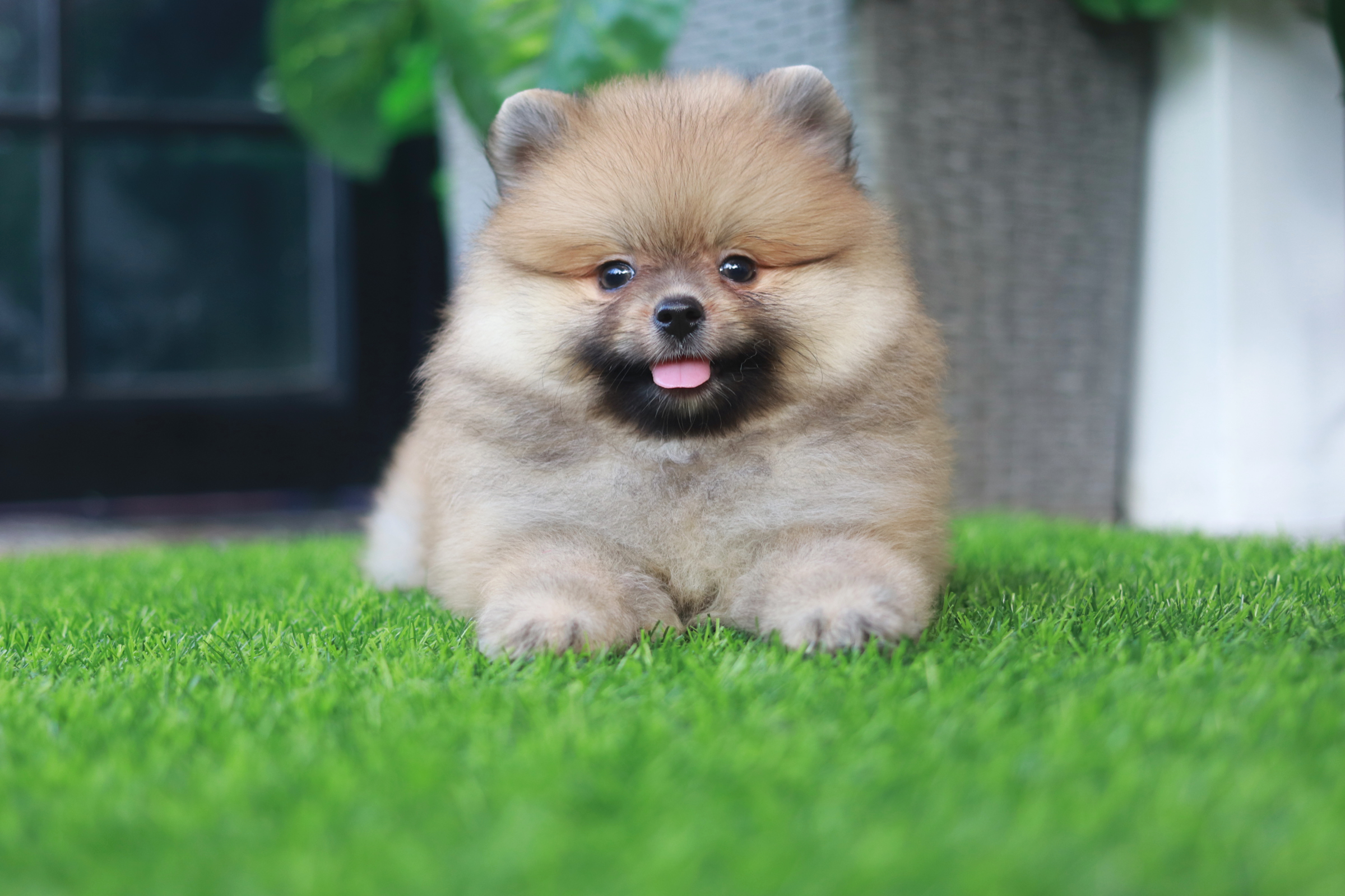 ปอมเมอเรเนียน เพศเมียสีส้ม