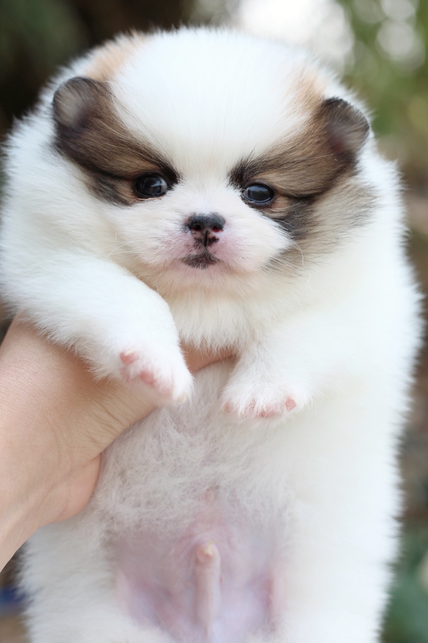 ปอมเมอเรเนียน เพศผู้ สีแฟนซี