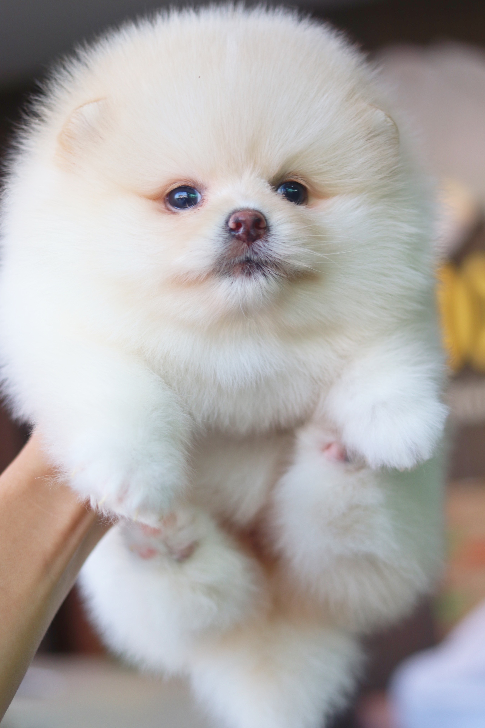 ปอมเมอเรเนียน เพศเมีย สีขาวครีม