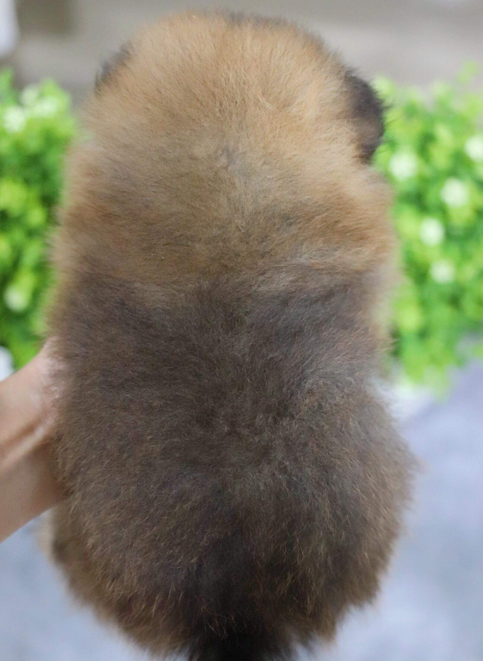 ปอมเมอเรเนียน เพศเมีย