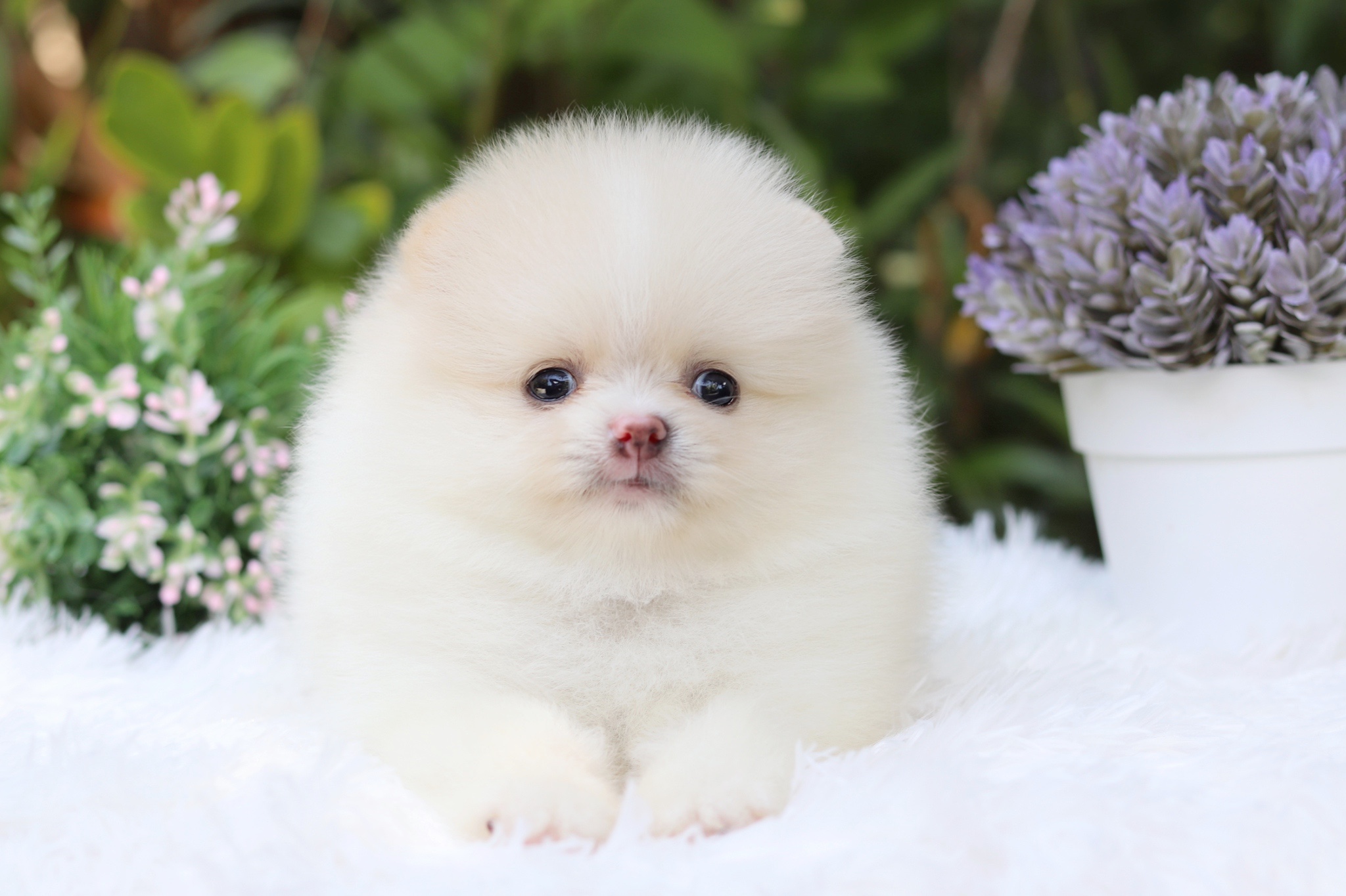 ปอมเมอเรเนียน เพศเมียขาวครีม