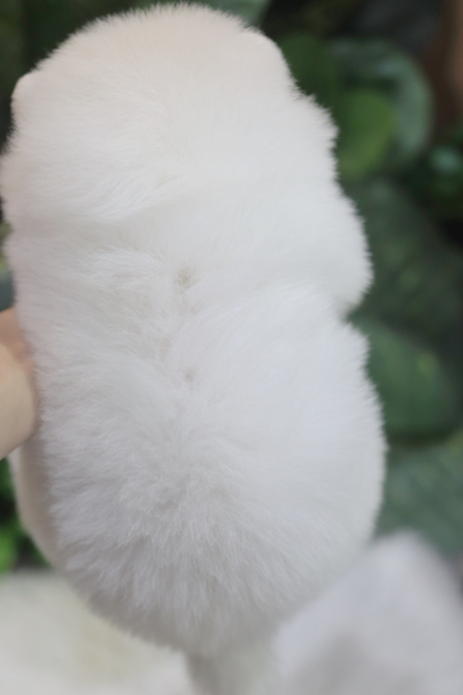 ปอมเมอเรเนียน เพศผู้ สีขาวครีม