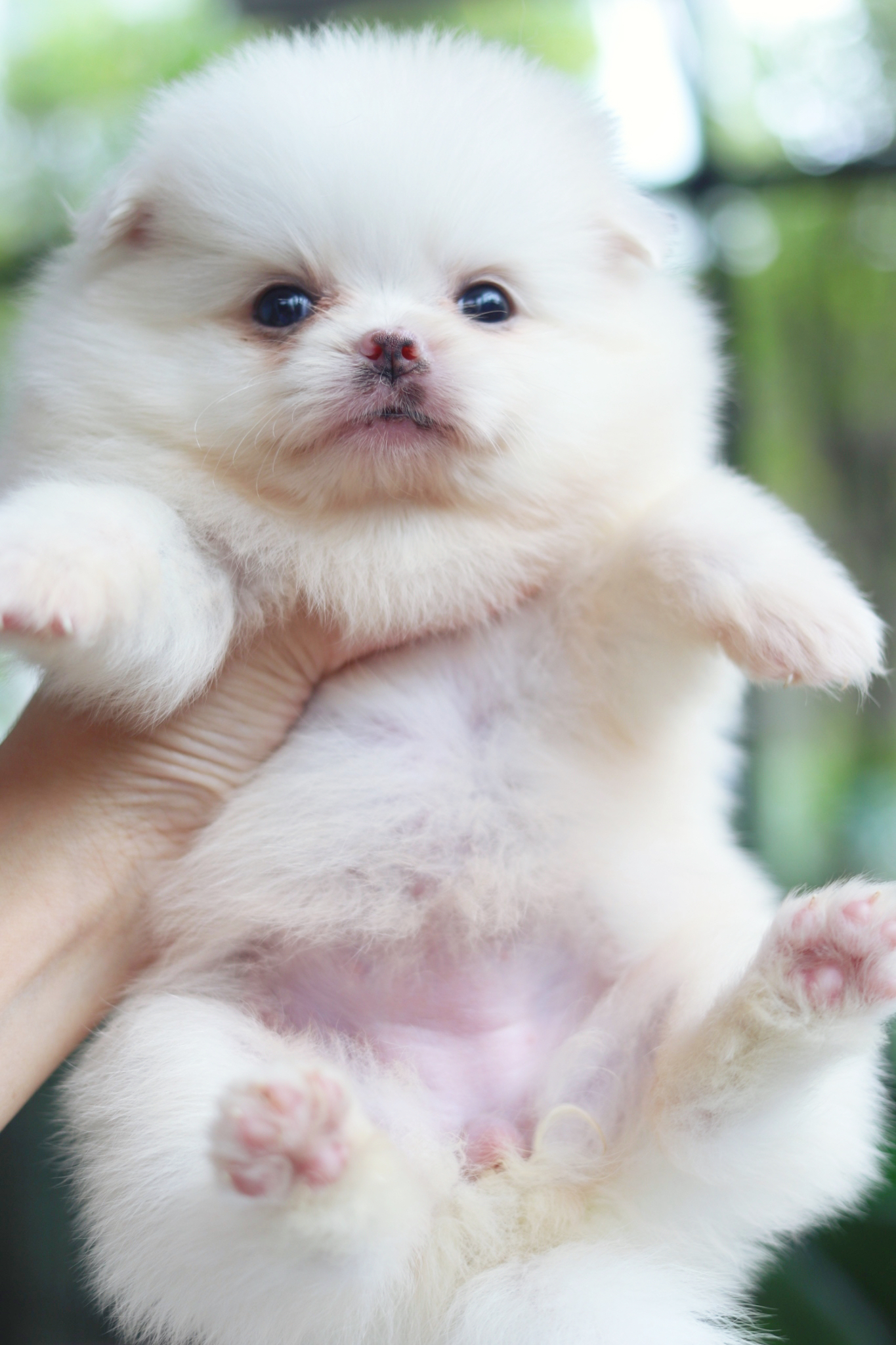 ปอมเมอเรเนียน เพศเมีย สีขาวครีม